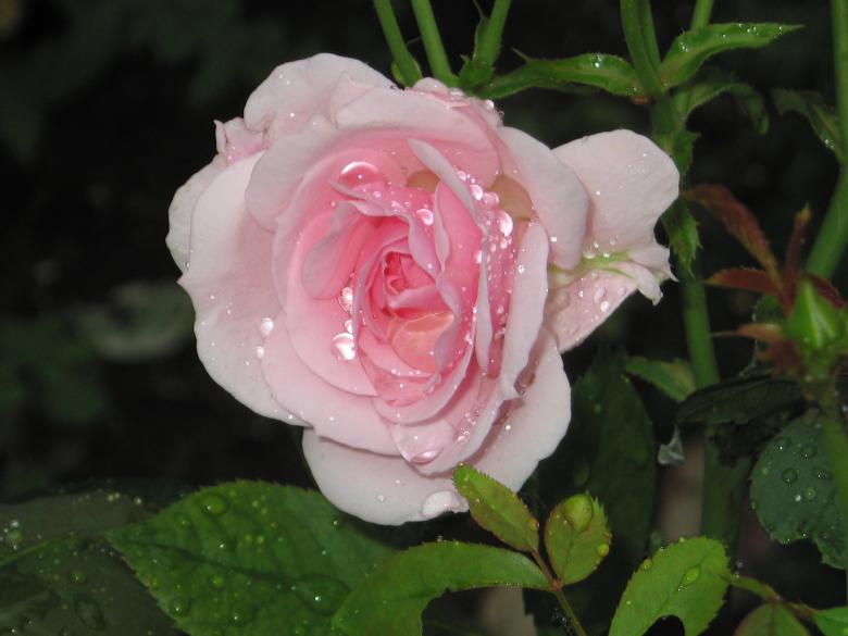 Free stock image of Pink Rose created by Matt Archibald