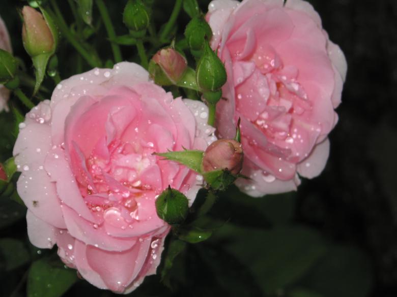Free stock image of Wet Roses created by Matt Archibald