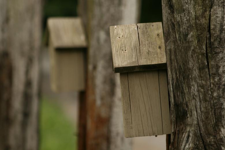 Free stock image of BirdHouses created by GusRomanPhotography