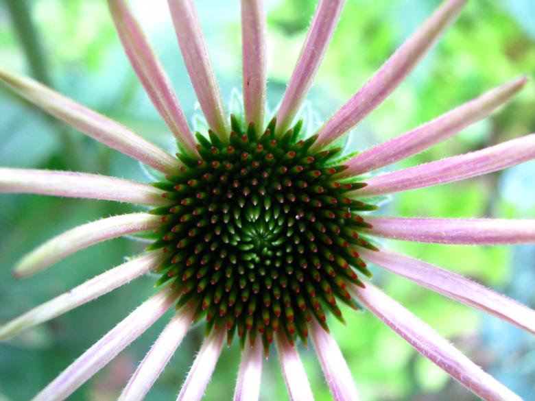 Free stock image of Garden Flowers created by Tony Ryta
