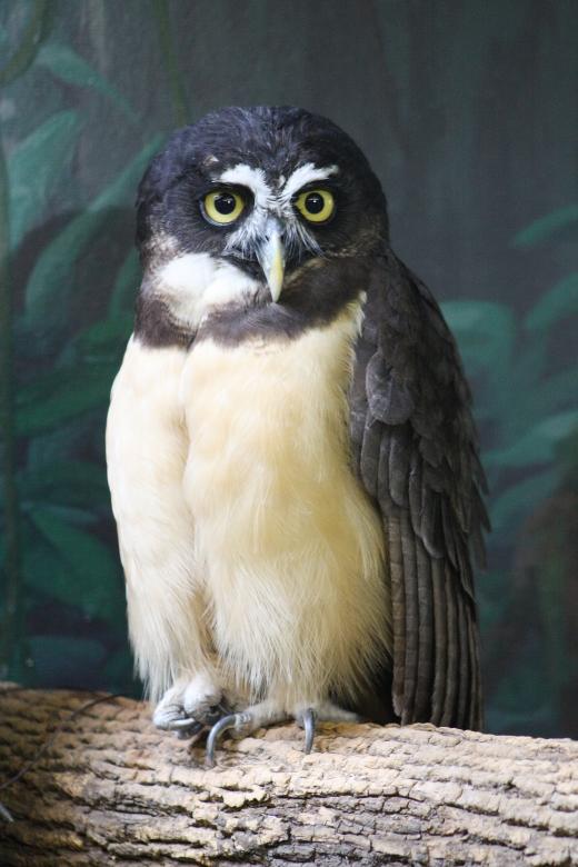 Free stock image of Owl created by Tony Ryta