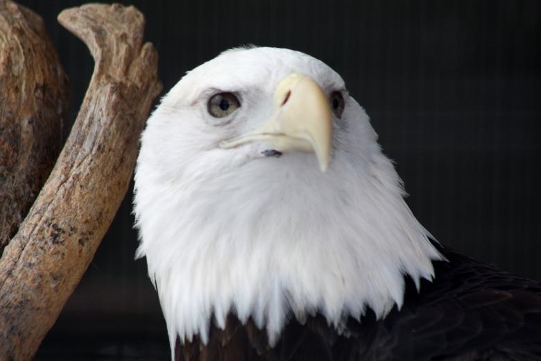 Free stock image of Bald Eagle created by Tony Ryta