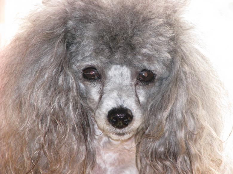 Free stock image of Toy Poodle created by Tony Ryta