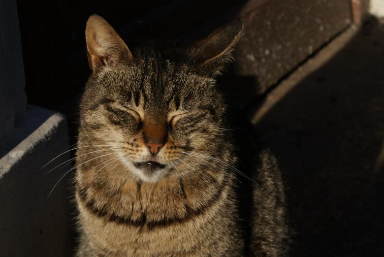 Free stock image of Cat created by Yilmaz