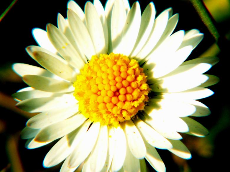 Free stock image of White Flower created by Yilmaz