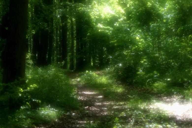 Free stock image of Green Forest created by Yilmaz
