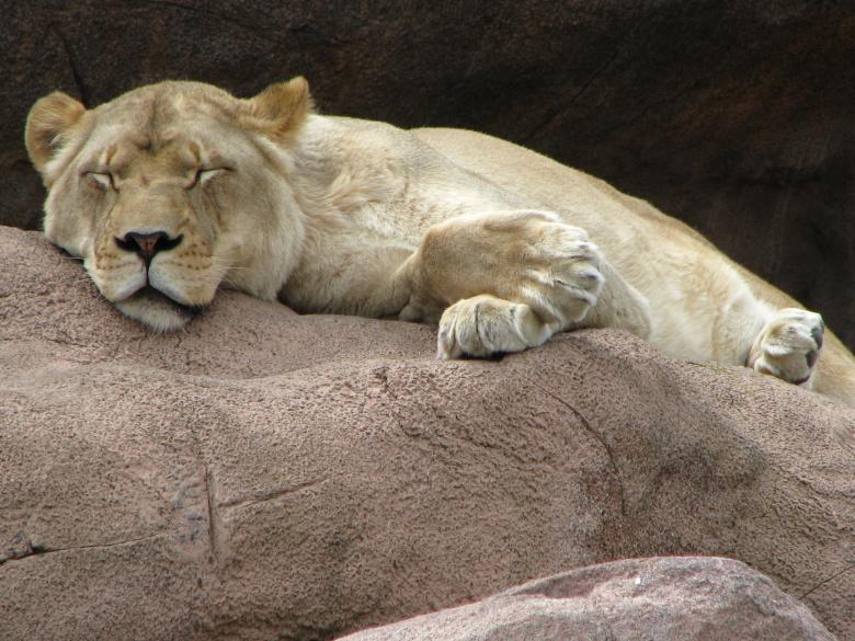 Free stock image of Lioness created by Tony Ryta