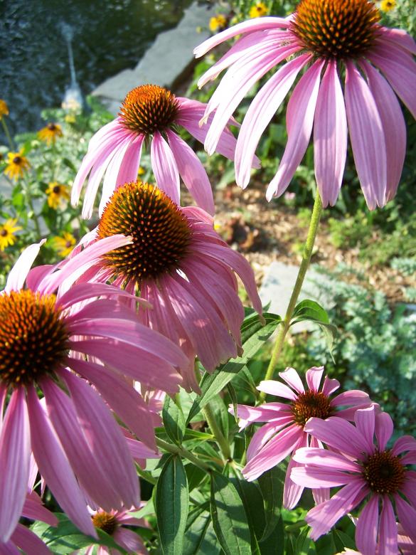 Free stock image of Cone flowers created by Tony Ryta