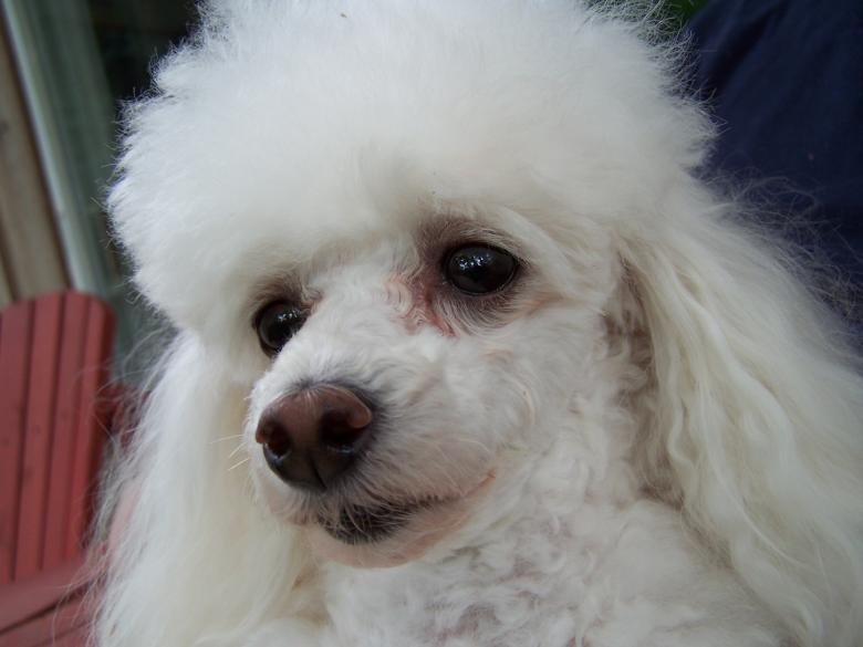 Free stock image of Toy poodle created by Tony Ryta