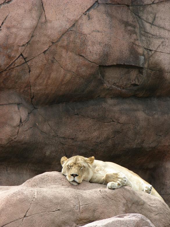 Free stock image of Lioness created by Tony Ryta