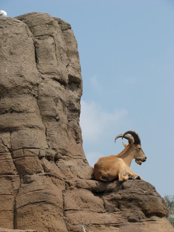 Free stock image of Mountain goat created by Tony Ryta