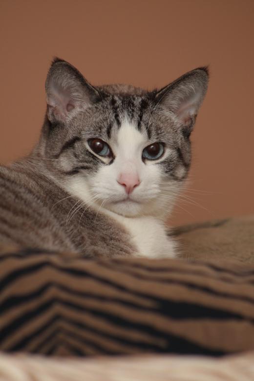 Free stock image of Cat created by Tony Ryta