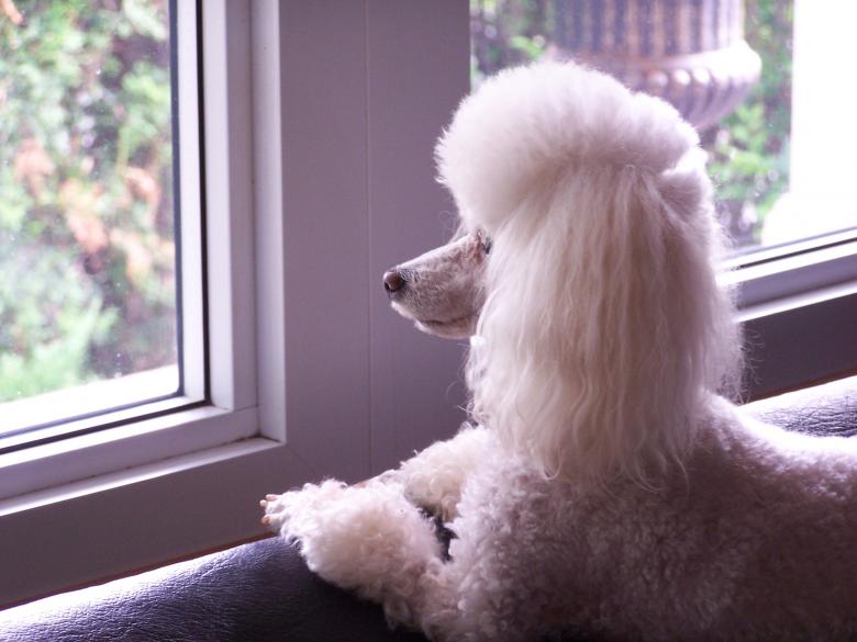 Free stock image of Toy Poodle created by Tony Ryta