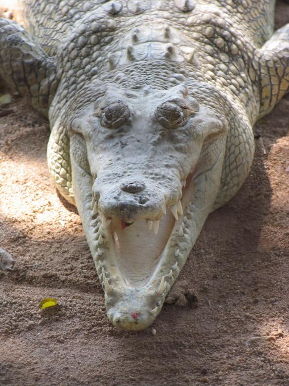 Free stock image of Aligator created by Alireza GHABRAEI
