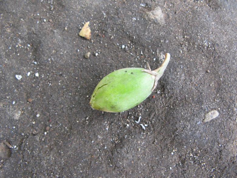Free stock image of Raw mango created by voldevis