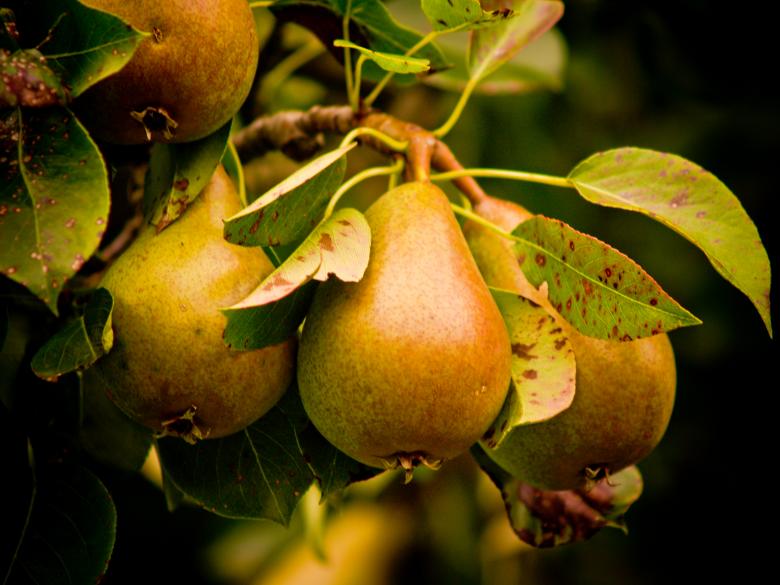 Free stock image of Pears created by Alen