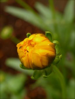 Yellow Blossom - Free Stock Photo