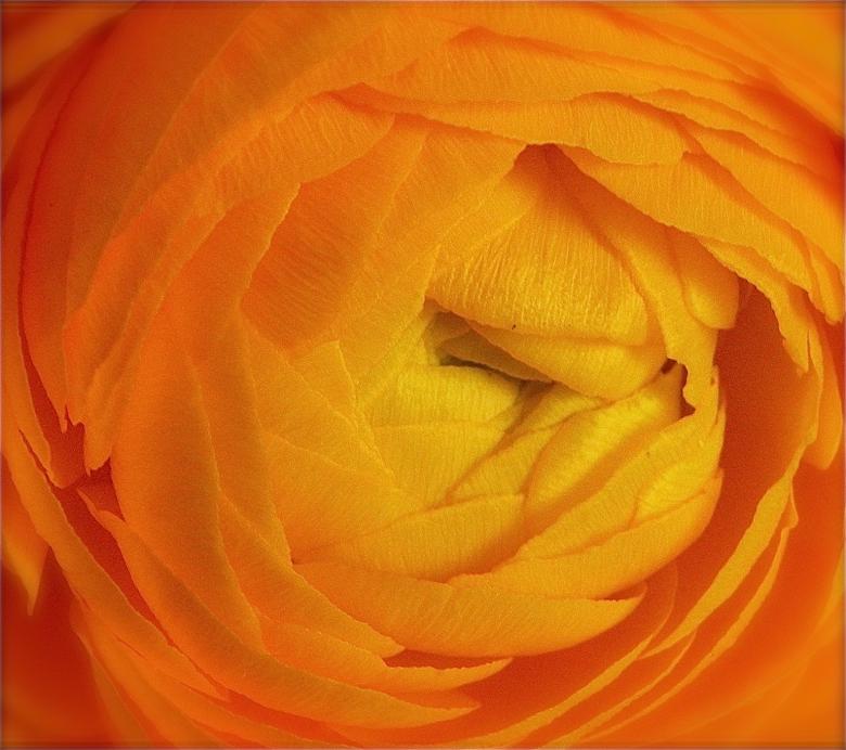 Free stock image of Orange Ranunculus created by nbrookep