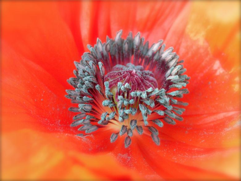 Free stock image of Orange Poppy created by nbrookep