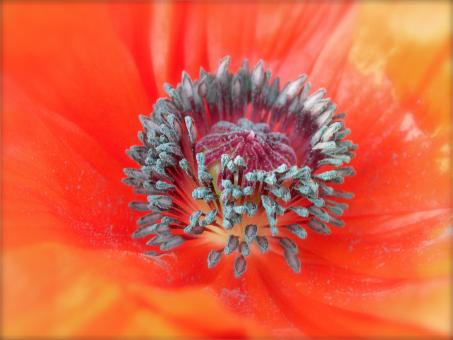 Orange Poppy - Free Stock Photo