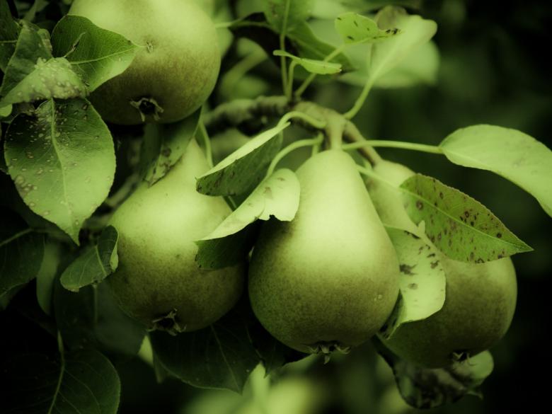 Free stock image of Pears created by Alen