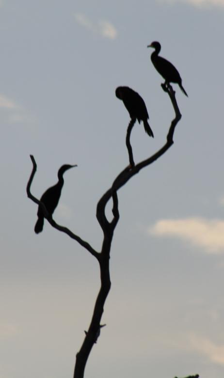 Free stock image of Cormorants Birds created by Tony Ryta