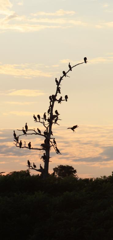 Free stock image of Cormorants Birds created by Tony Ryta
