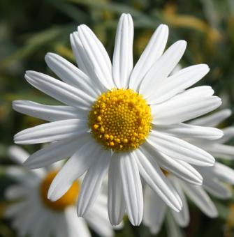 Free Stock Photo of Flower