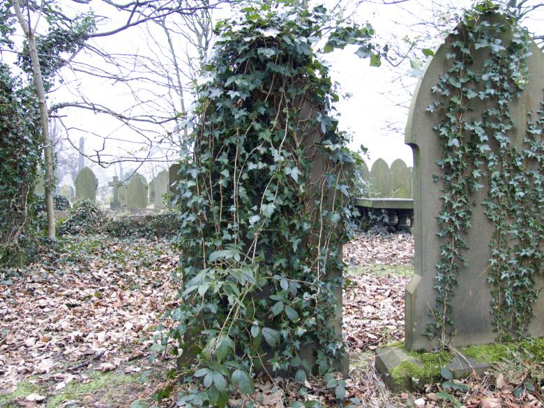 Free stock image of Grave Stone with Ivy Vine created by Elizabeth Gallagher
