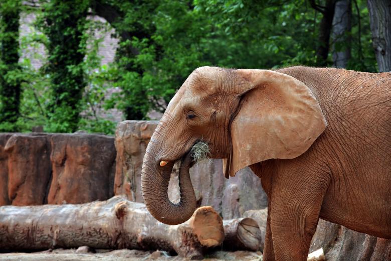 Free stock image of Elephant at the Zoo created by Modern Touch Photography