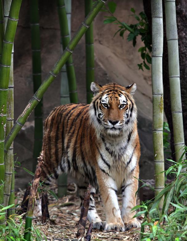 Free stock image of Tiger created by Modern Touch Photography
