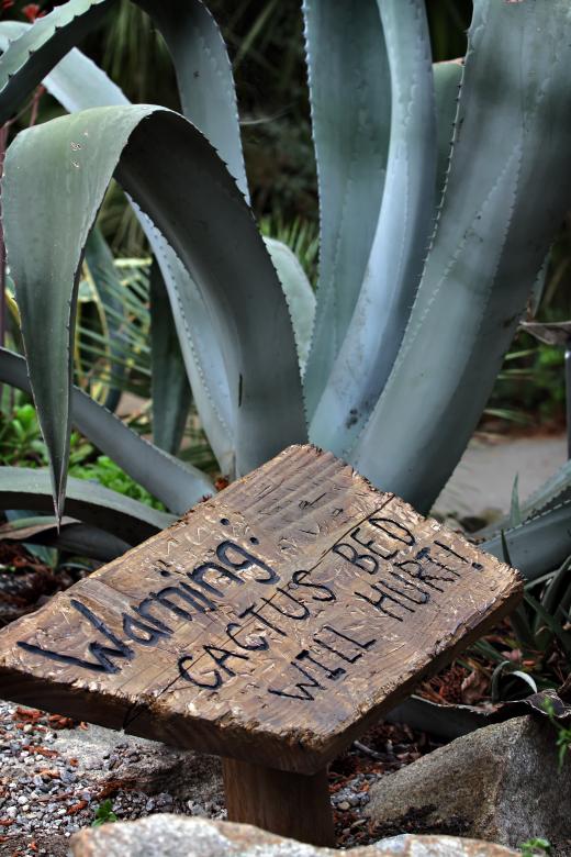 Free stock image of Cactus will hurt created by Modern Touch Photography
