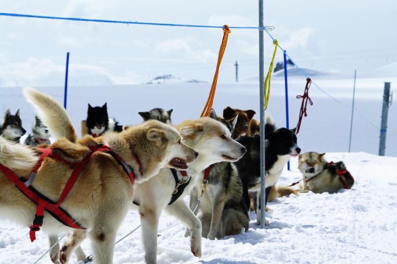Free stock image of Huskies at mountain created by frhuynh