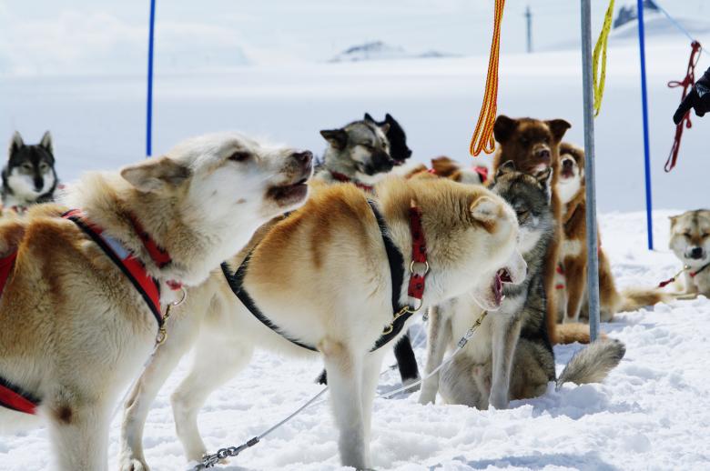 Free stock image of Huskies at mountain created by frhuynh