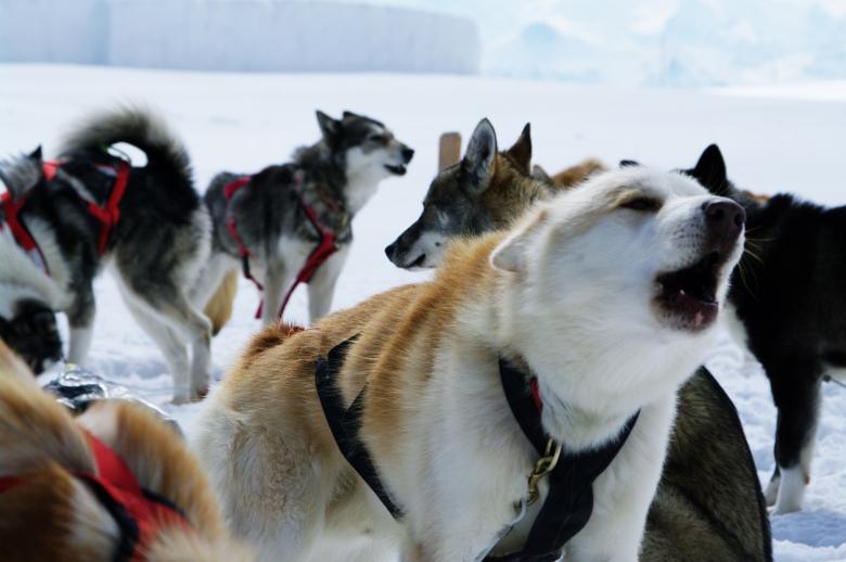 Free stock image of Huskies created by frhuynh