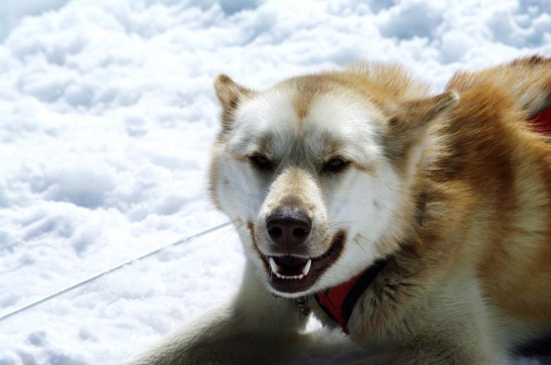 Free stock image of Huskies created by frhuynh