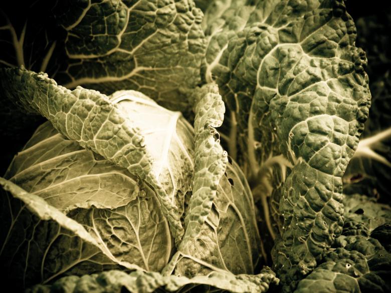 Free stock image of Cabbage created by Alen