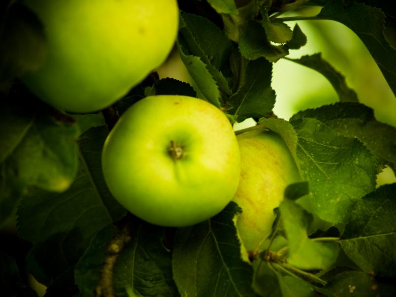 Free stock image of Apples created by Alen