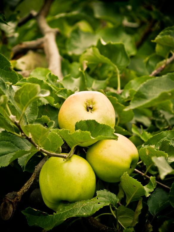 Free stock image of Apples created by Alen