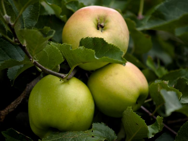 Free stock image of Apples created by Alen