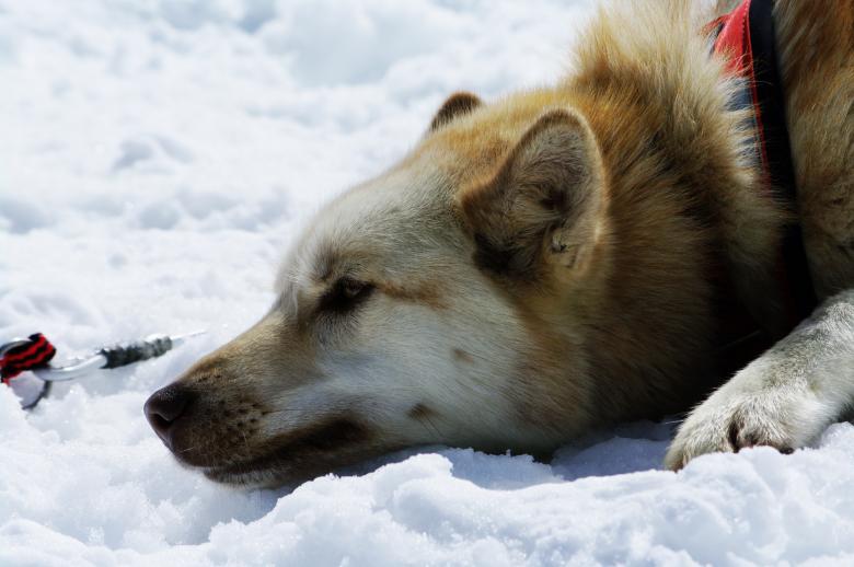 Free stock image of Close up with a husky created by frhuynh