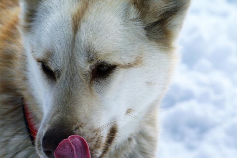 Free stock image of Close up with a husky created by frhuynh