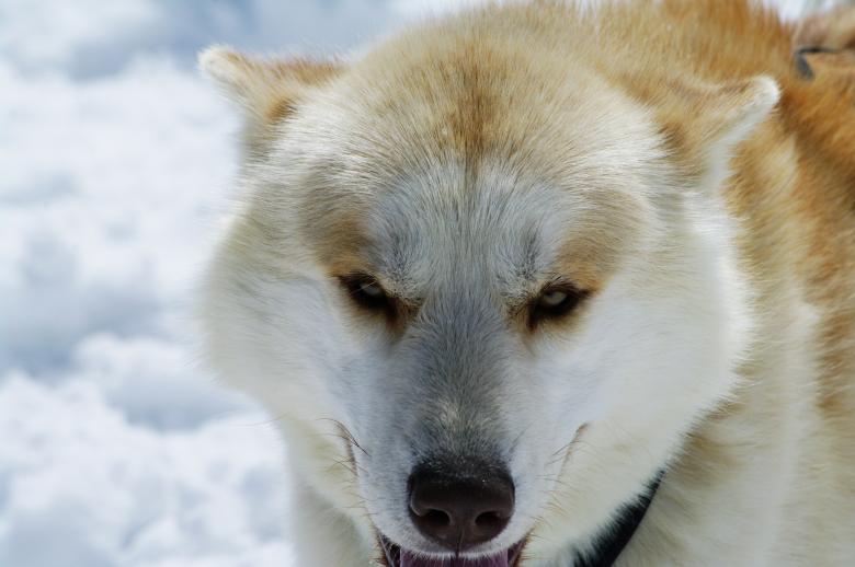 Free stock image of Close up with a husky created by frhuynh