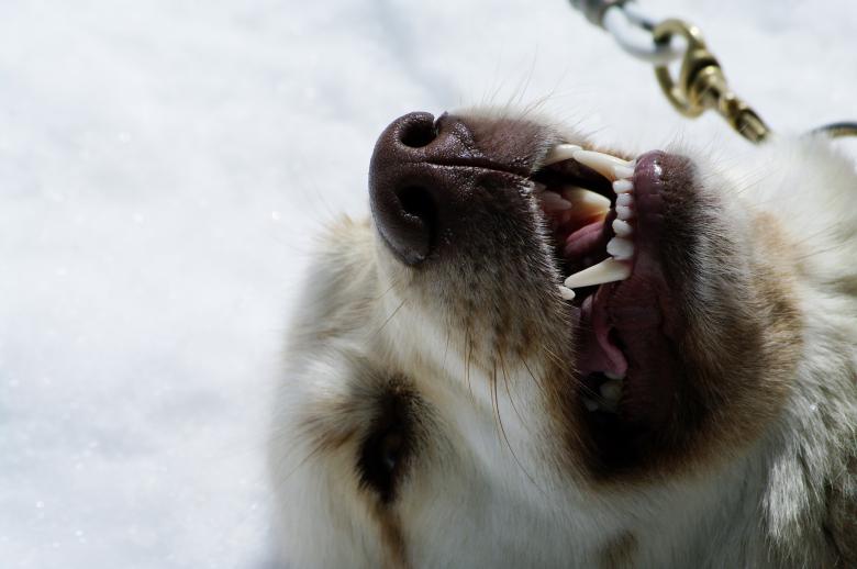 Free stock image of Close up with a husky created by frhuynh