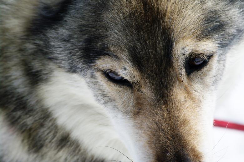 Free stock image of Close up with a husky created by frhuynh