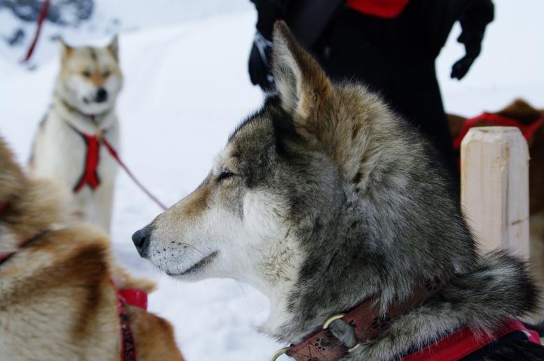 Free stock image of Close up with a husky created by frhuynh