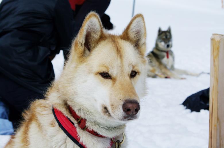 Free stock image of Close up with a husky created by frhuynh