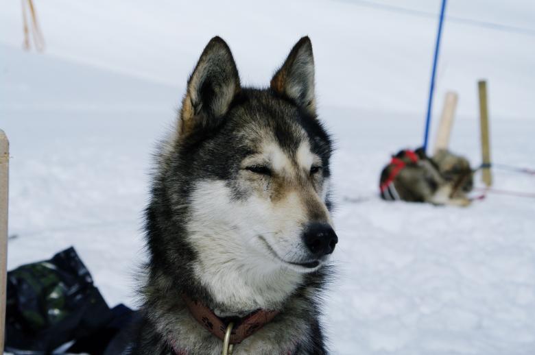 Free stock image of Close up with a husky created by frhuynh