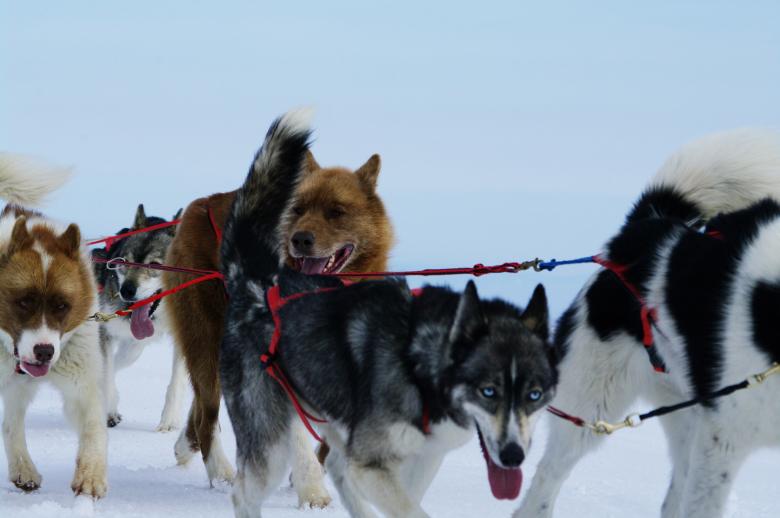 Free stock image of Moutain ride with huskies created by frhuynh