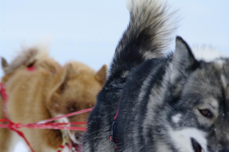 Free stock image of Moutain ride with huskies created by frhuynh